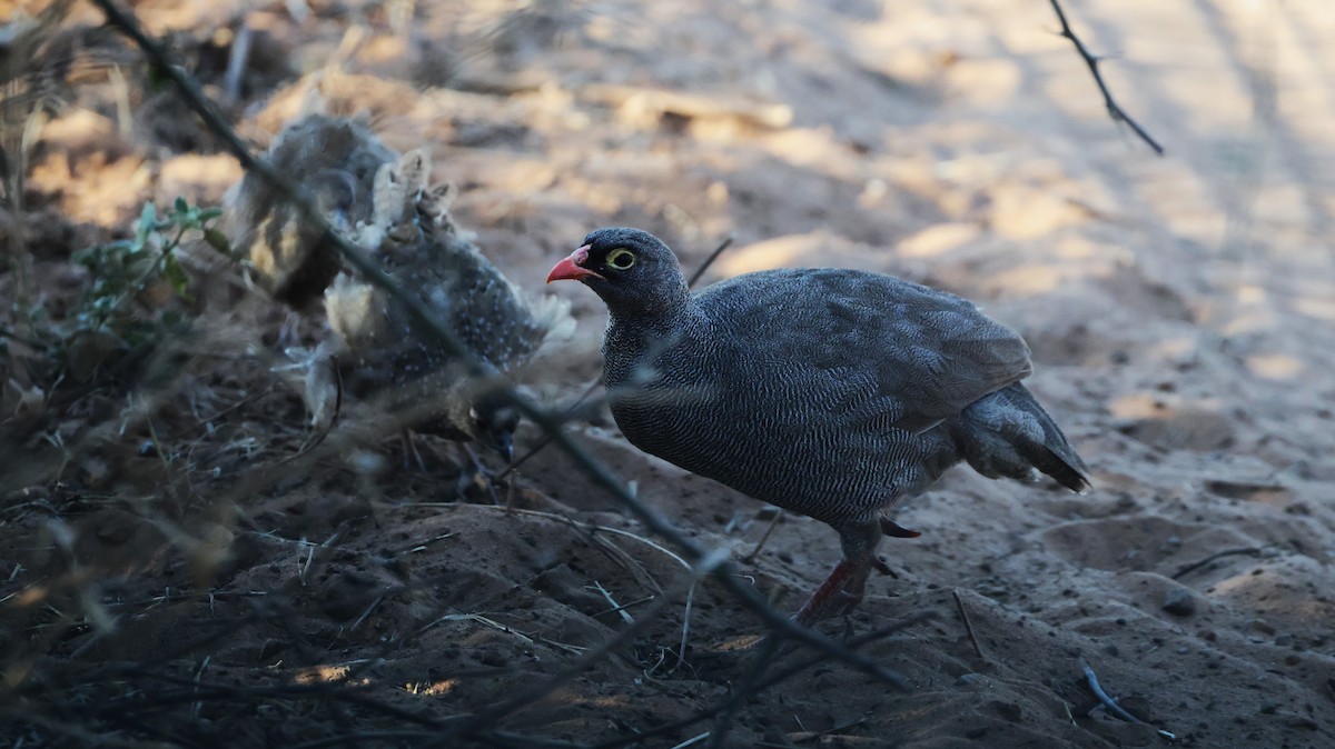 Red-billed Spurfowl - ML649343247