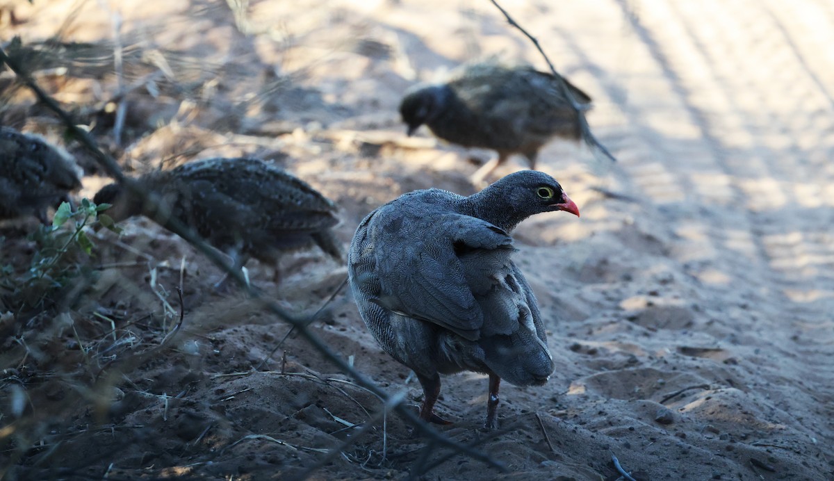 Red-billed Spurfowl - ML649343248