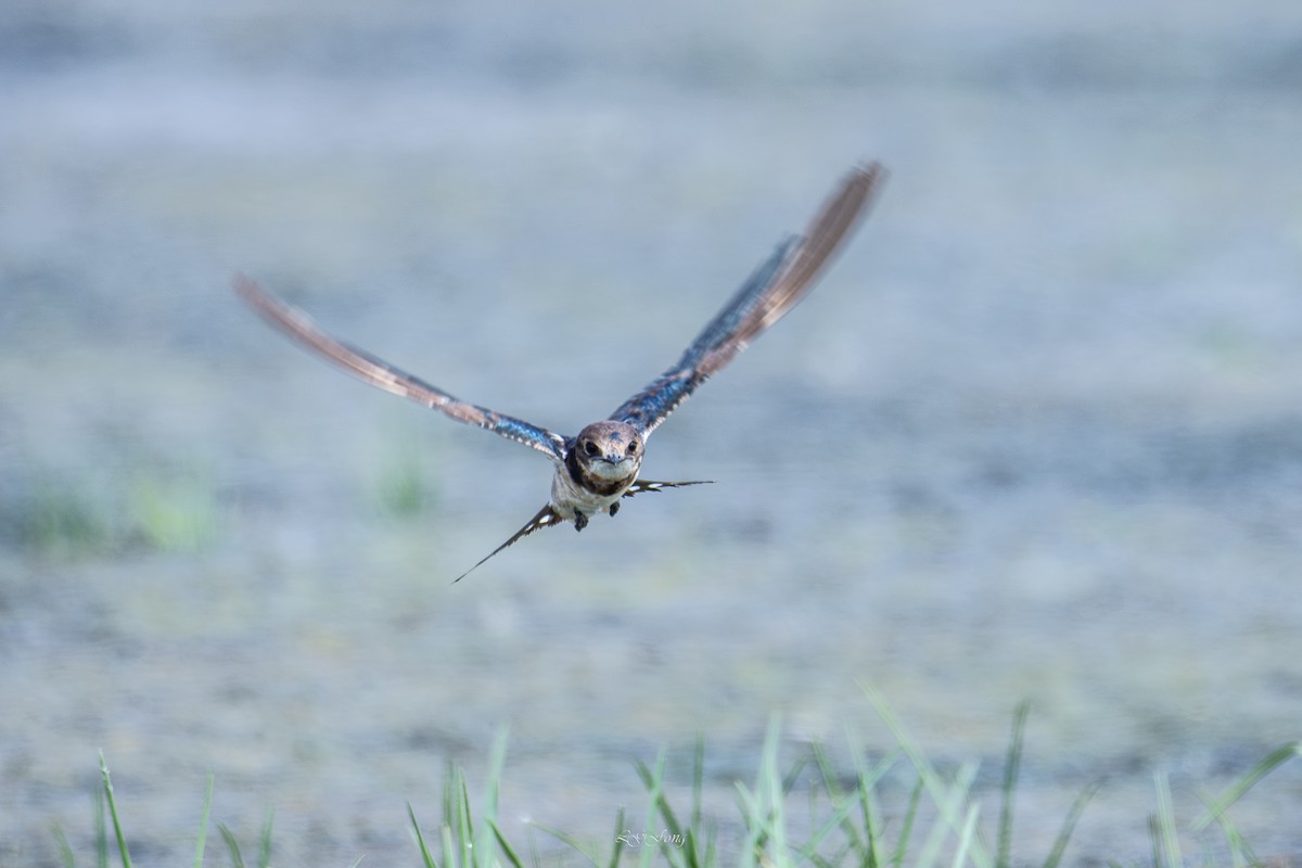 låvesvale - ML649343421