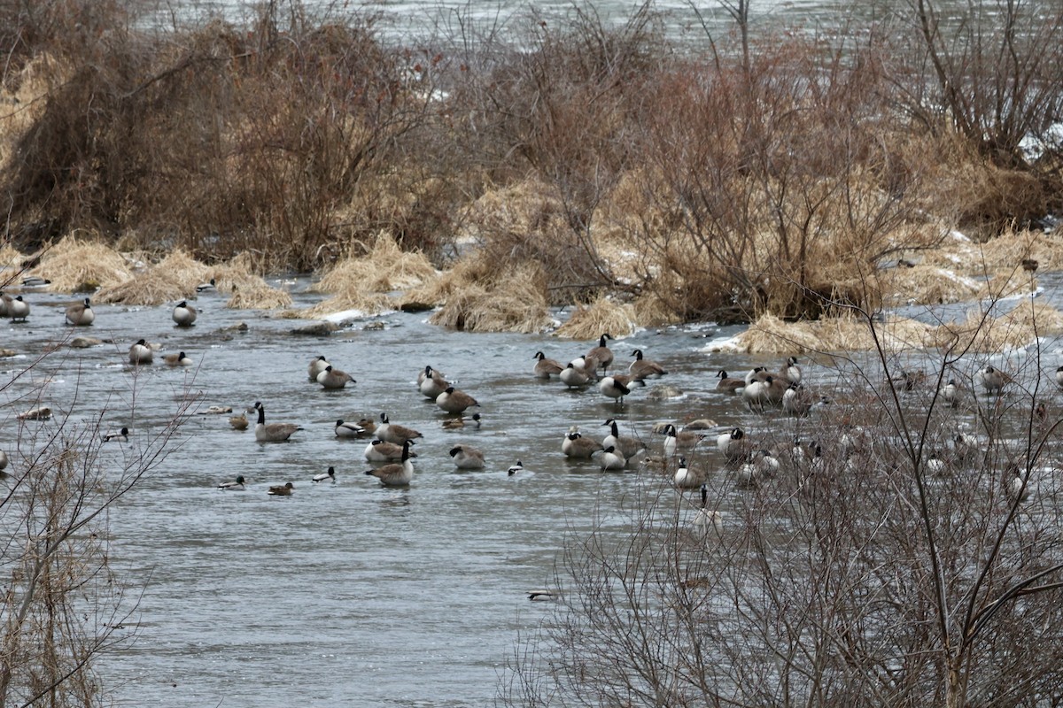 Canada Goose - ML649343519