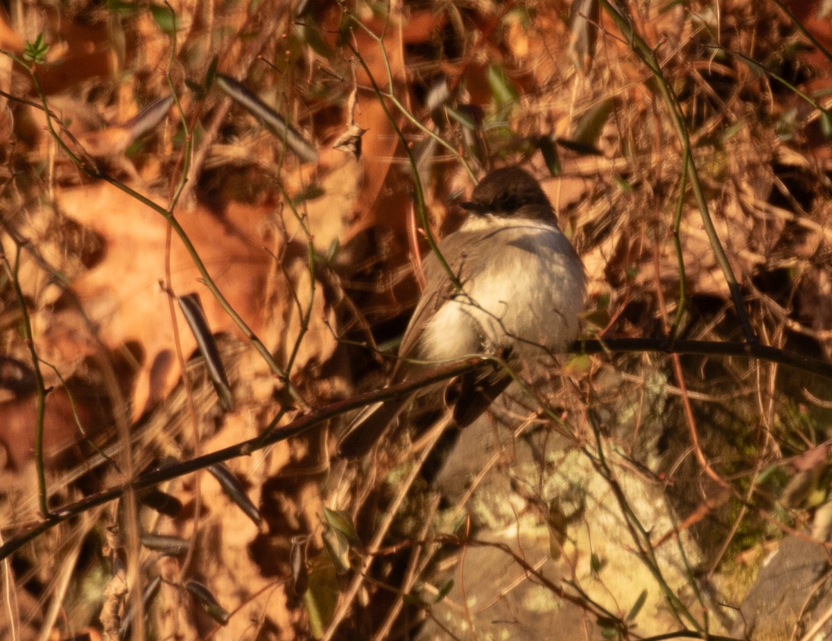 Mosquero Fibí - ML649343576