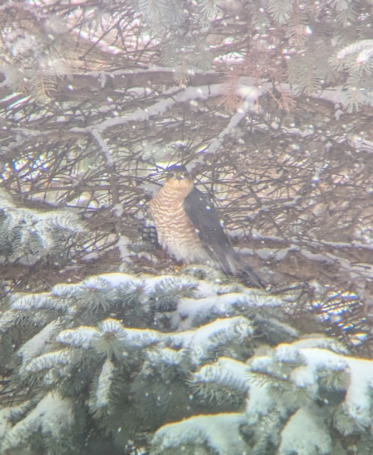 Cooper's Hawk - ML649343643