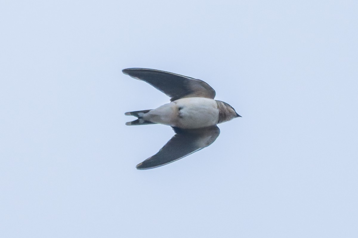 låvesvale - ML649343745