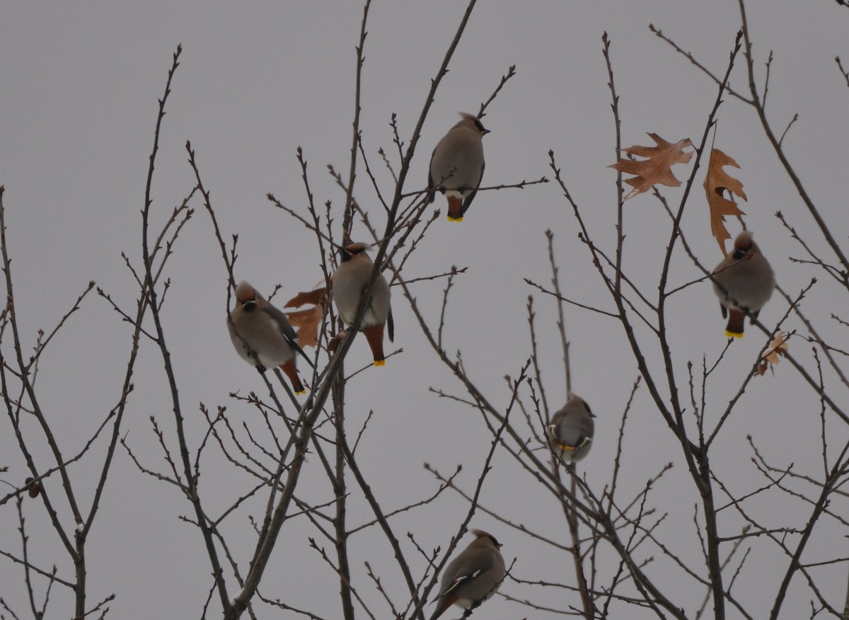 Омелюх звичайний - ML649343788