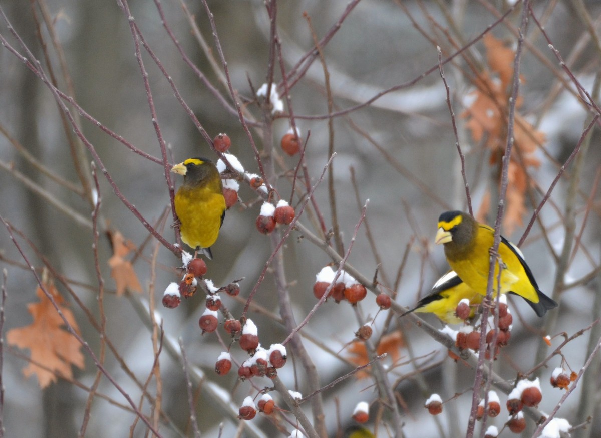 Кіпаль жовтобровий - ML649343793