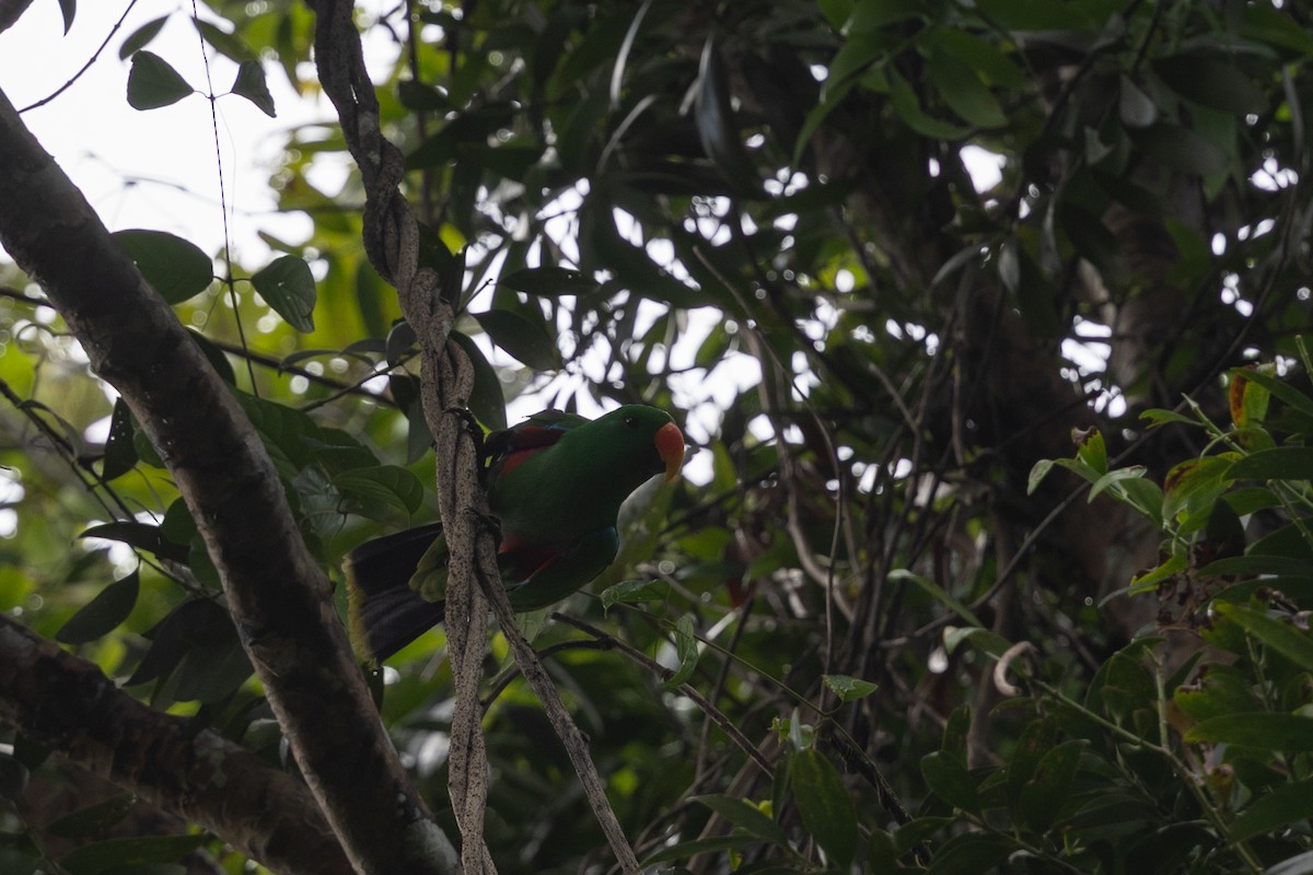 Papuan Eclectus - ML649343884