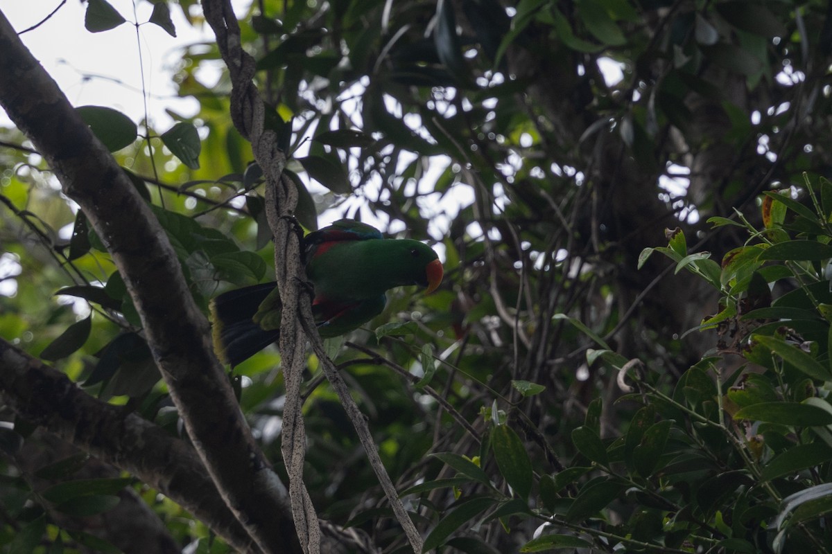 Papuan Eclectus - ML649343885