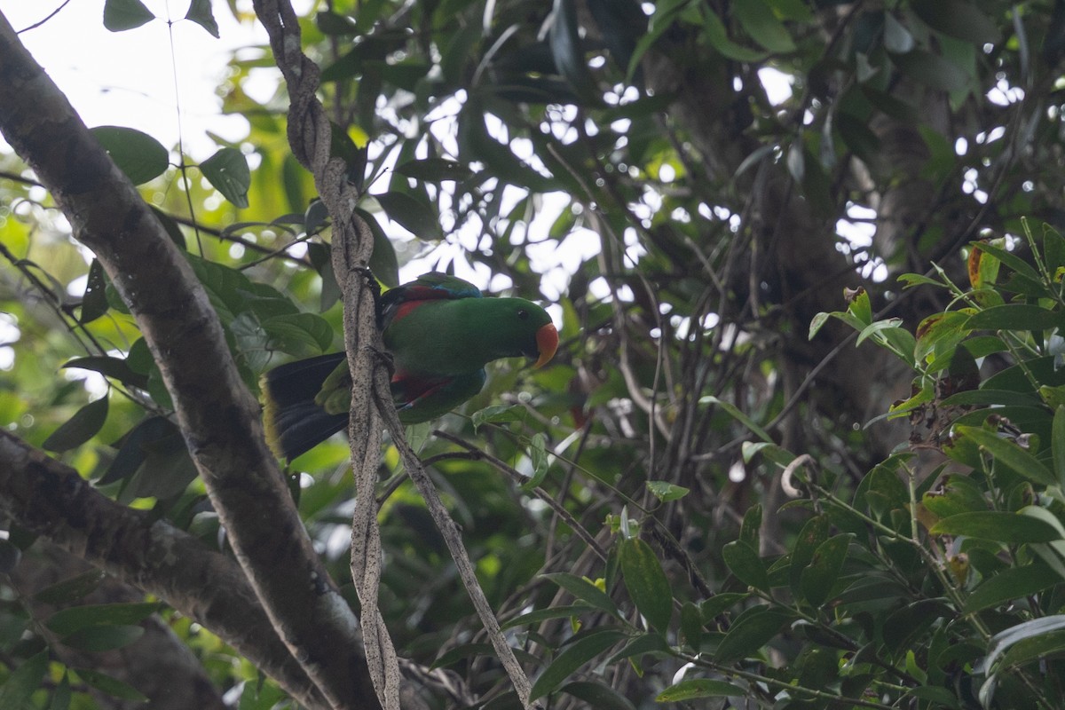 Papuan Eclectus - ML649343886
