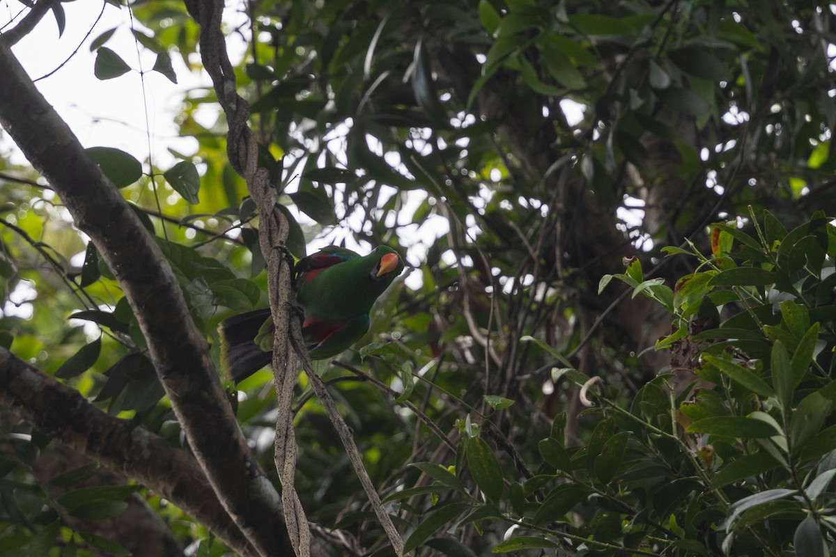 Papuan Eclectus - ML649343887