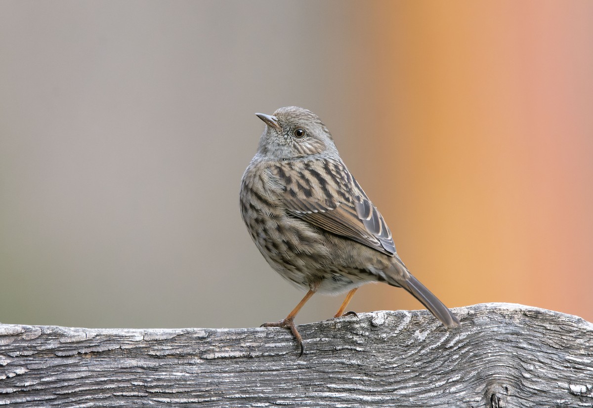 Dunnock - ML649343953
