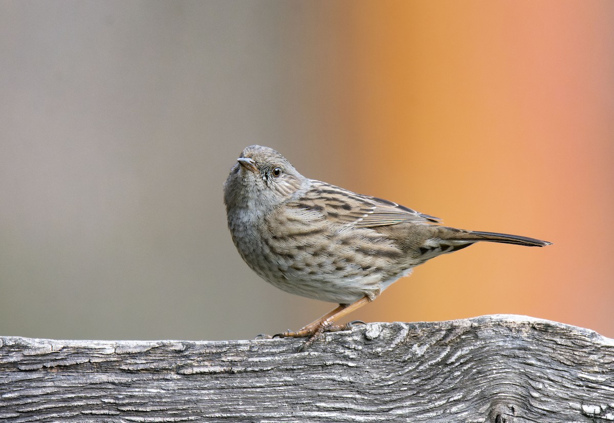 Dunnock - ML649343954
