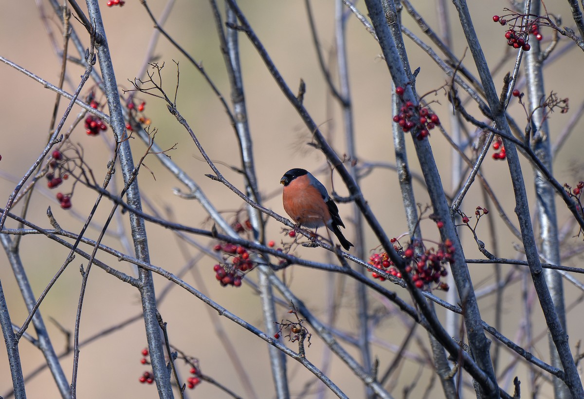 Eurasian Bullfinch - ML649343982