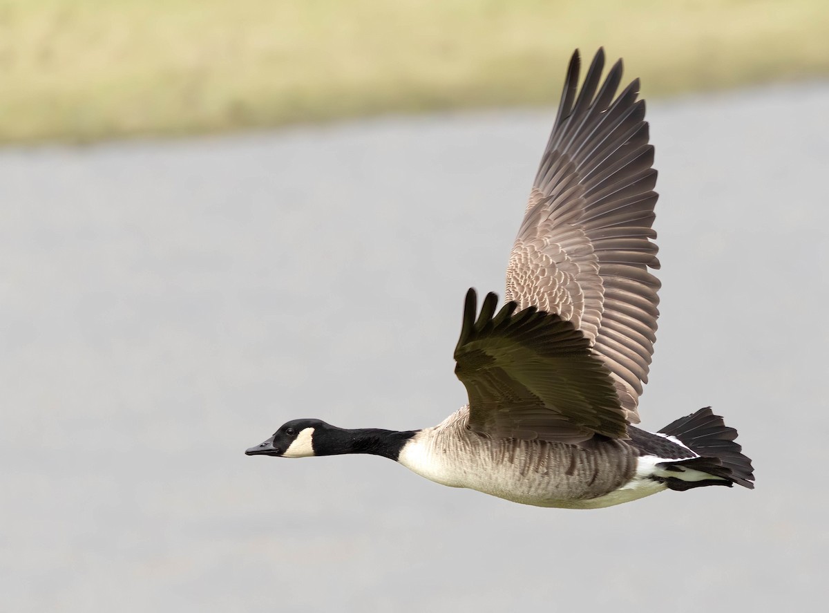 Canada Goose - ML649344150