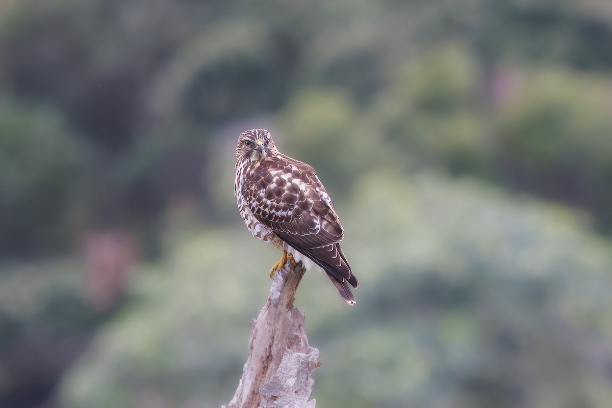 ハネビロノスリ - ML649344172