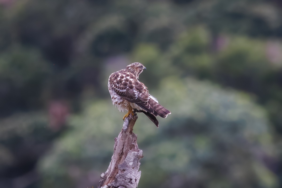 ハネビロノスリ - ML649344173