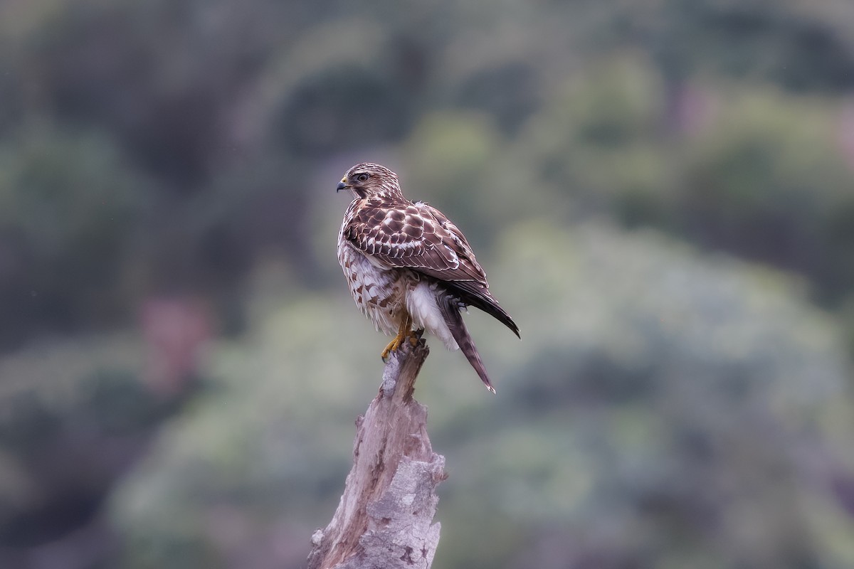 ハネビロノスリ - ML649344174