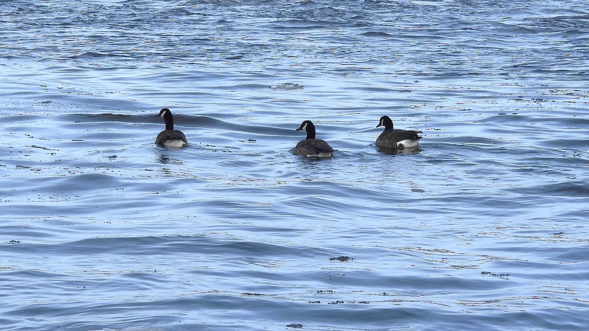 Canada Goose - ML649344219
