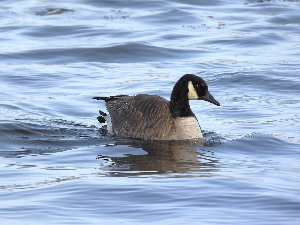 Canada Goose - ML649344316