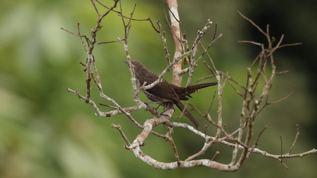 Ardıç Çıtkuşu - ML649344389