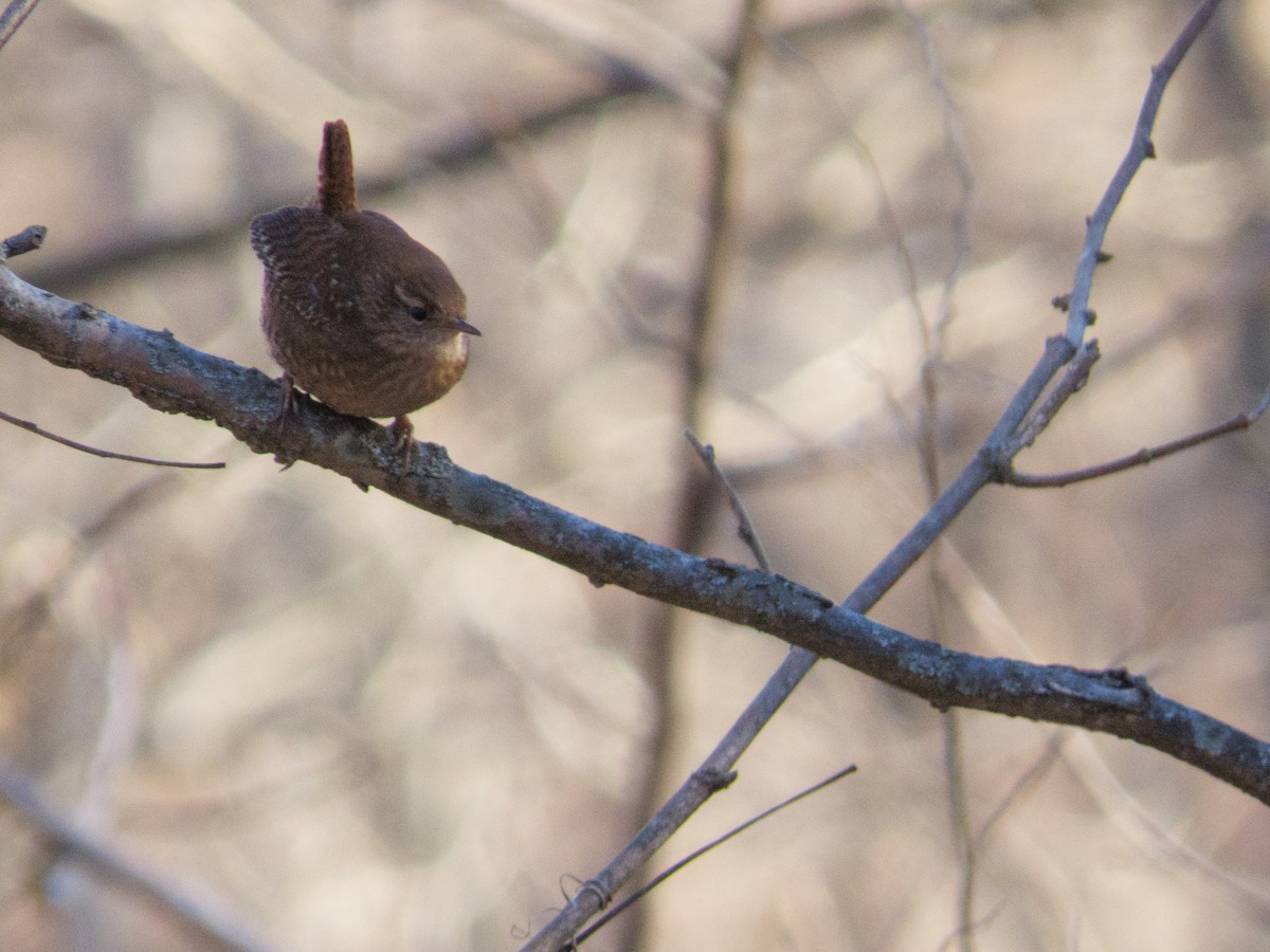 Winter Wren - ML649344498