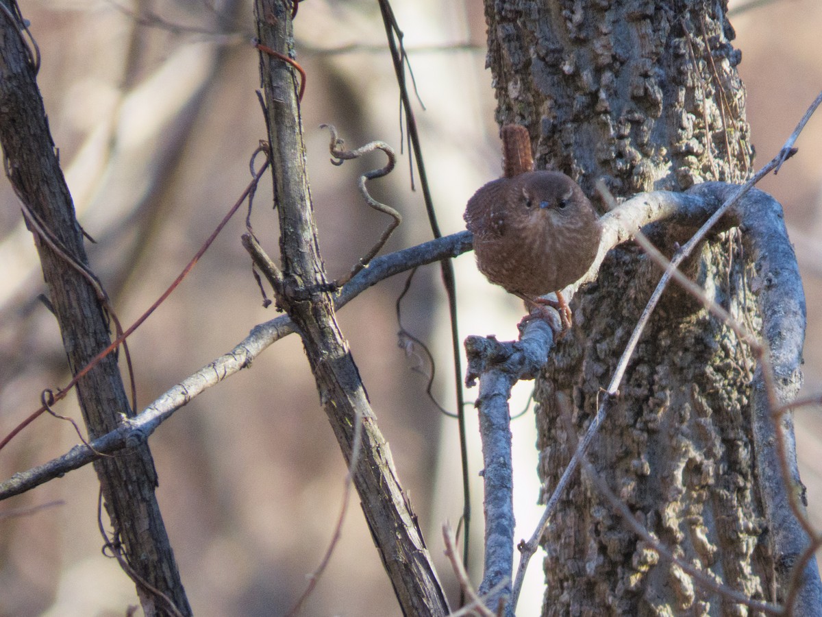 Winter Wren - ML649344499