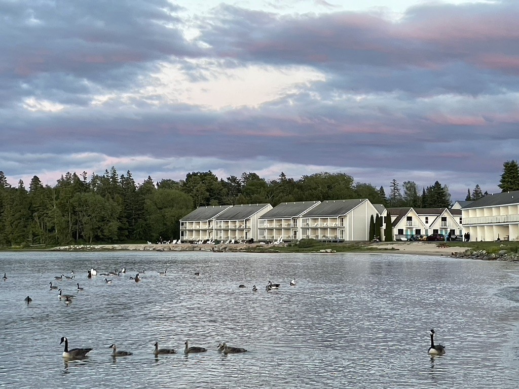 Canada Goose - ML649344569