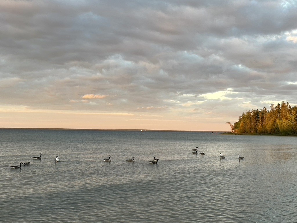 Canada Goose - ML649344574