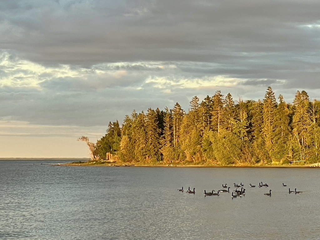 Canada Goose - ML649344582