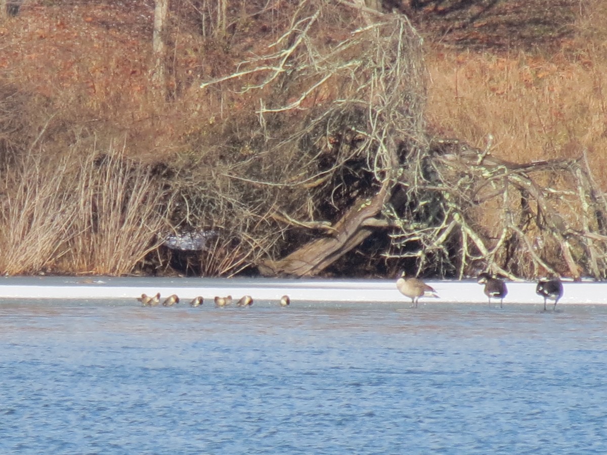 Canada Goose - ML649344610