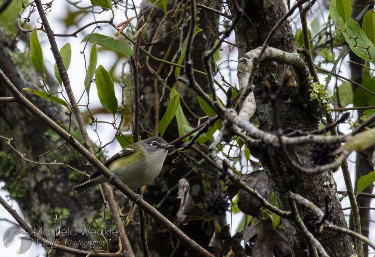 Graukopfvireo - ML649344677