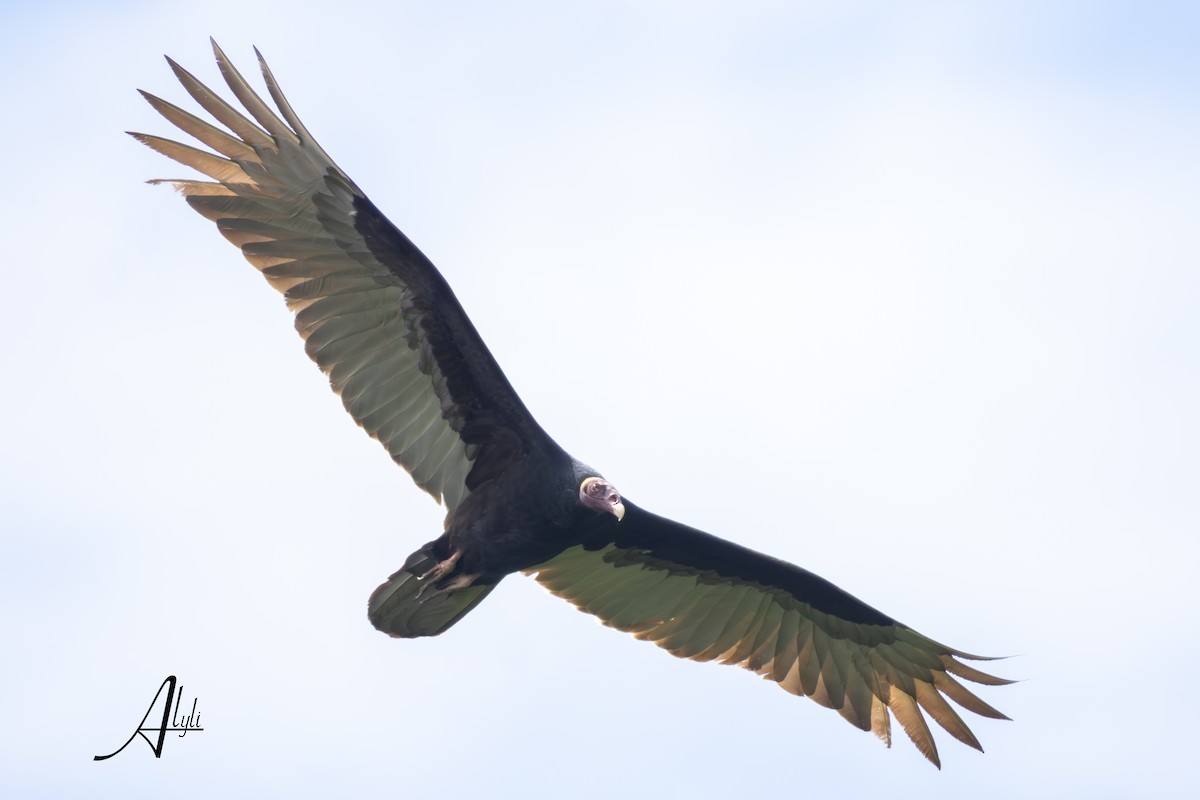 Greater Yellow-headed Vulture - ML649344754