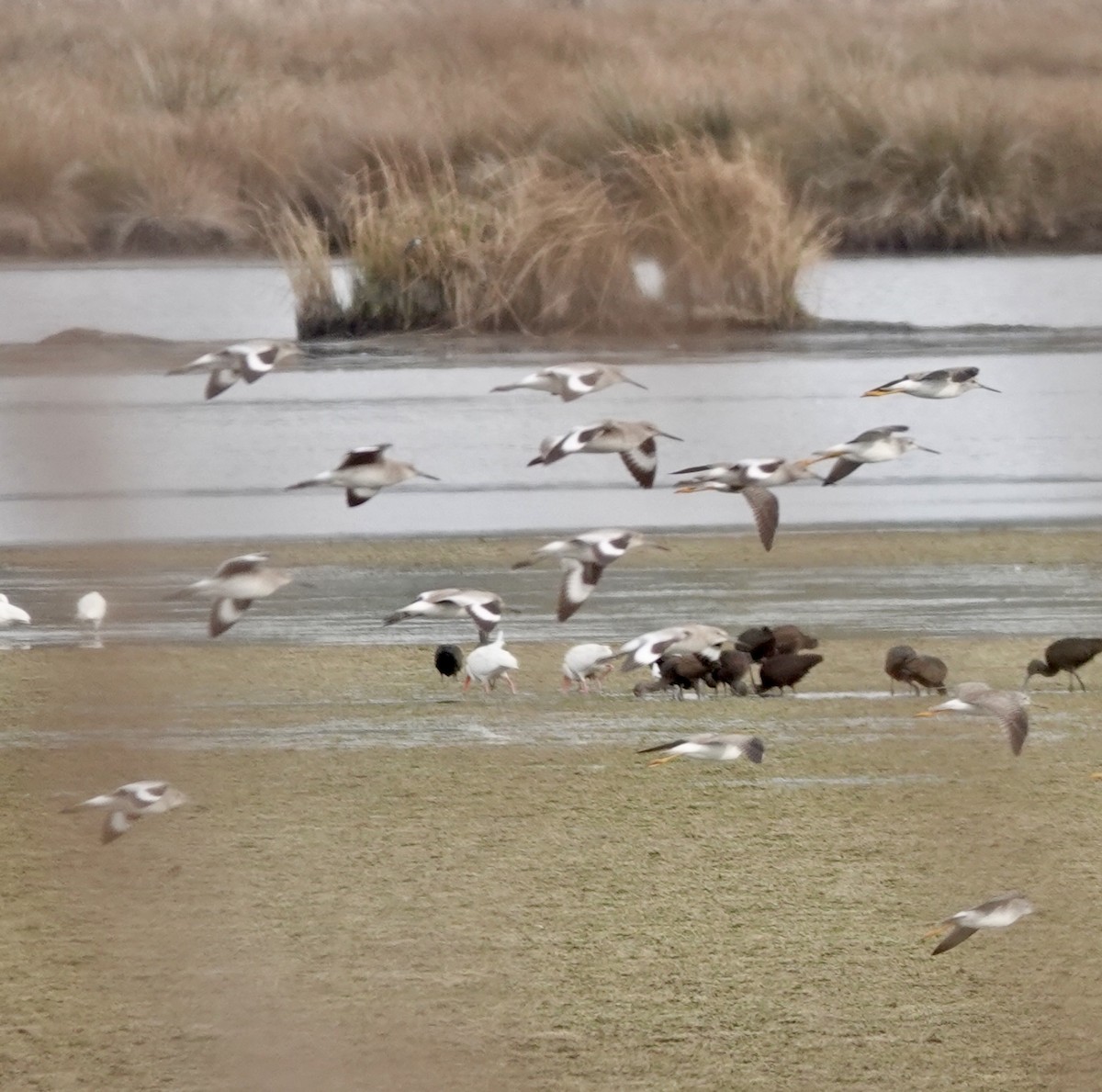 Chevalier semipalmé - ML649345213