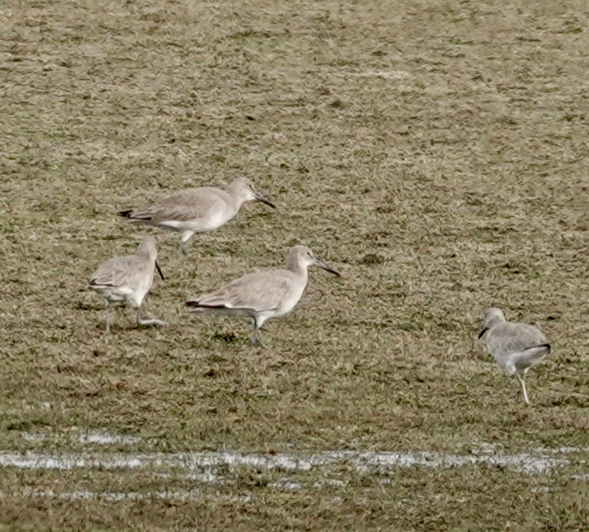 Chevalier semipalmé - ML649345215