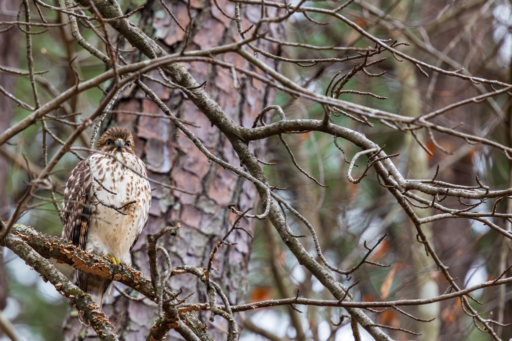 Red-shouldered Hawk - ML649345226