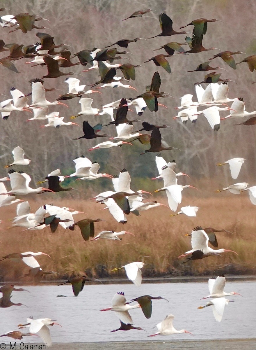 Ibis à face blanche - ML649345233