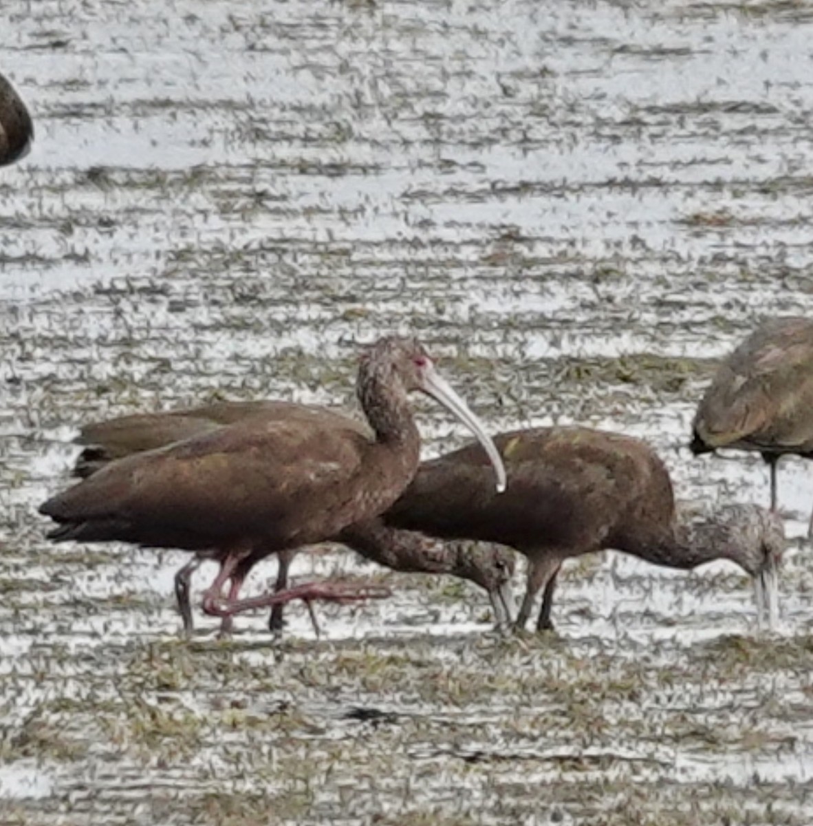 Ibis à face blanche - ML649345234