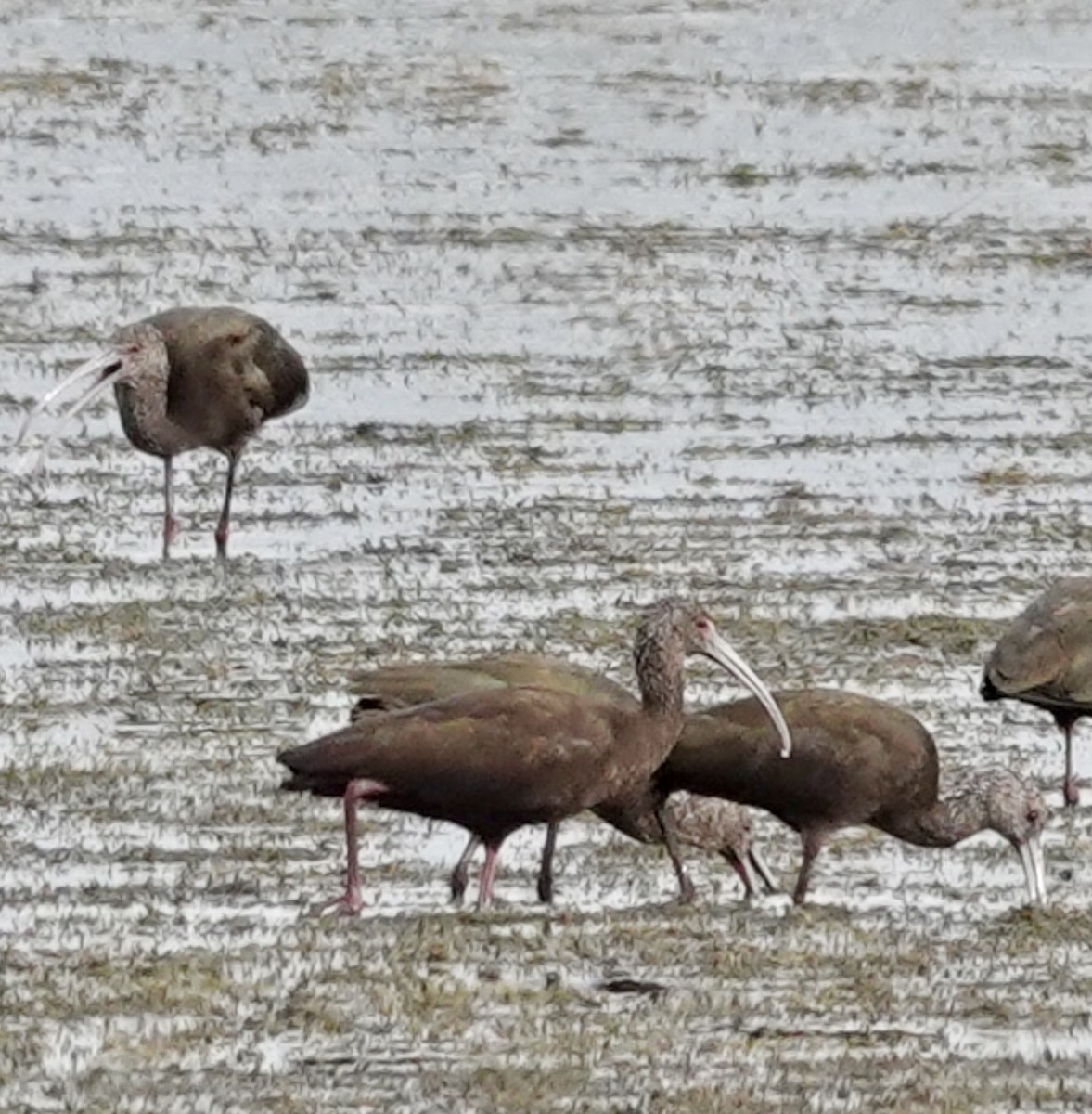 Ibis à face blanche - ML649345235