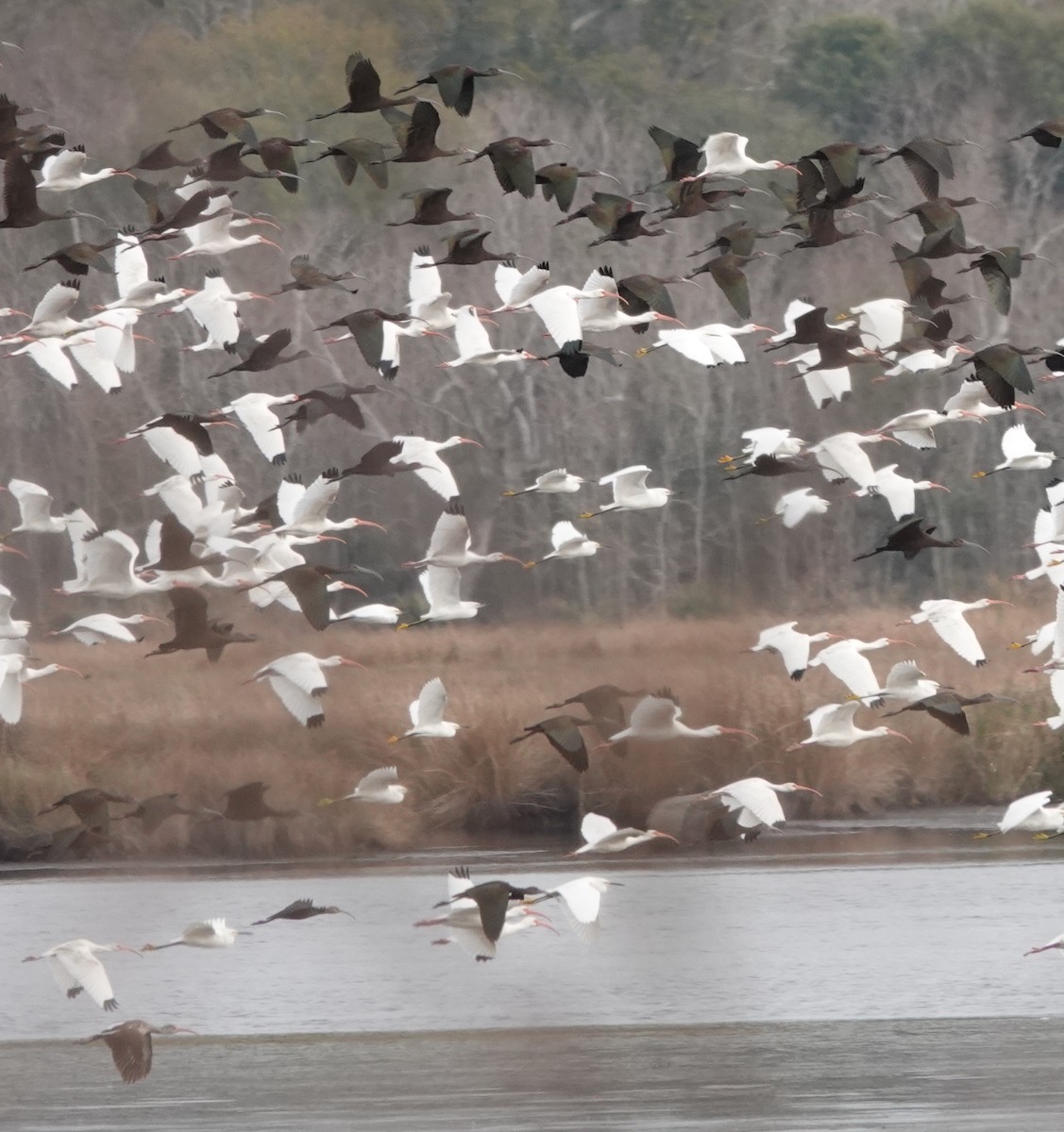 Ibis blanc - ML649345250