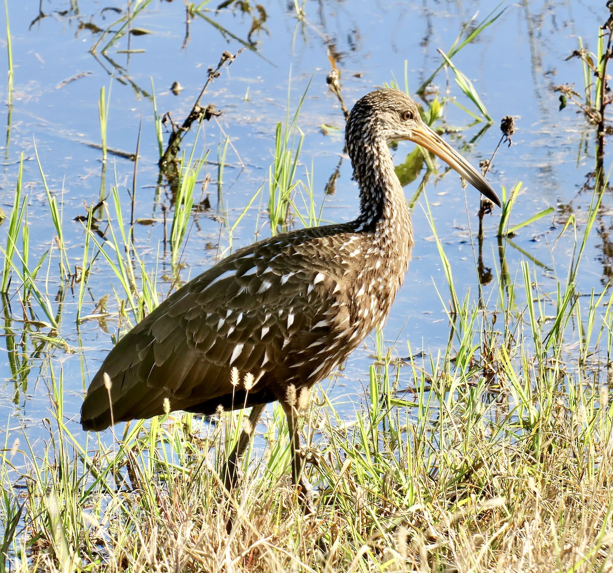 Courlan brun - ML649345292