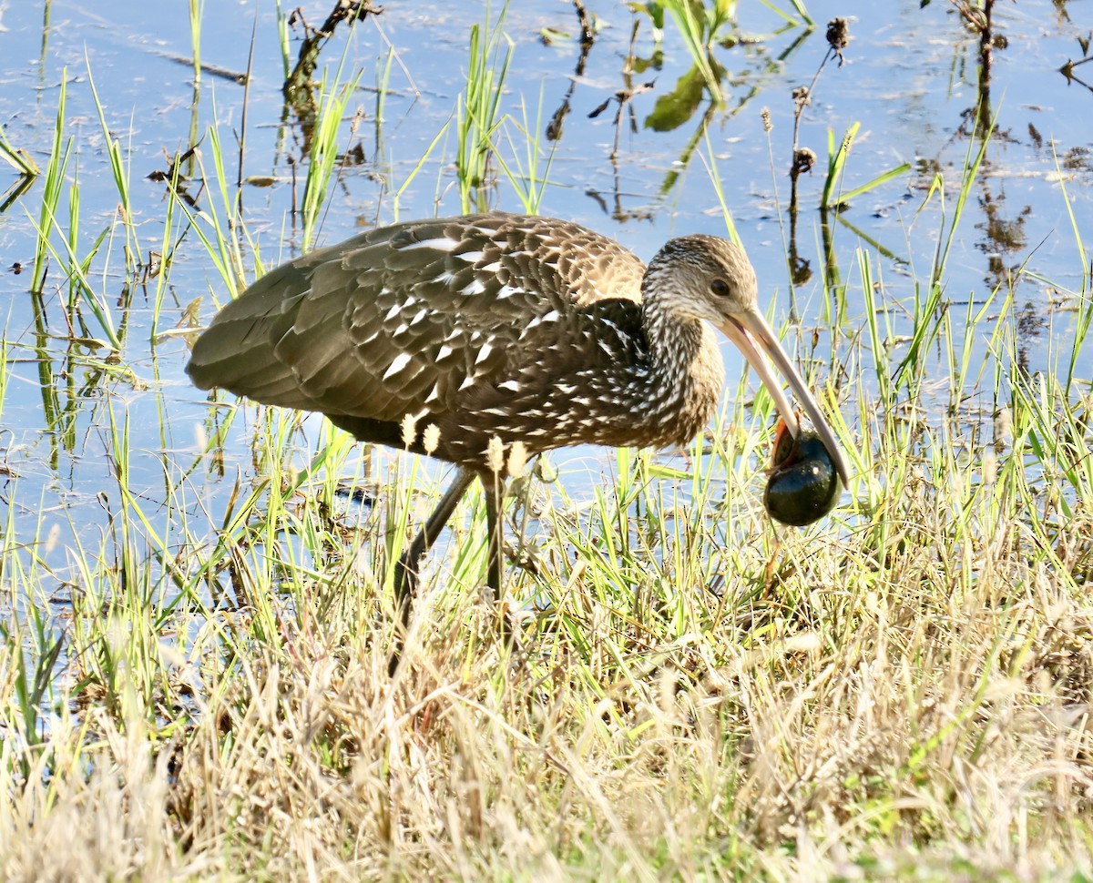 Courlan brun - ML649345293