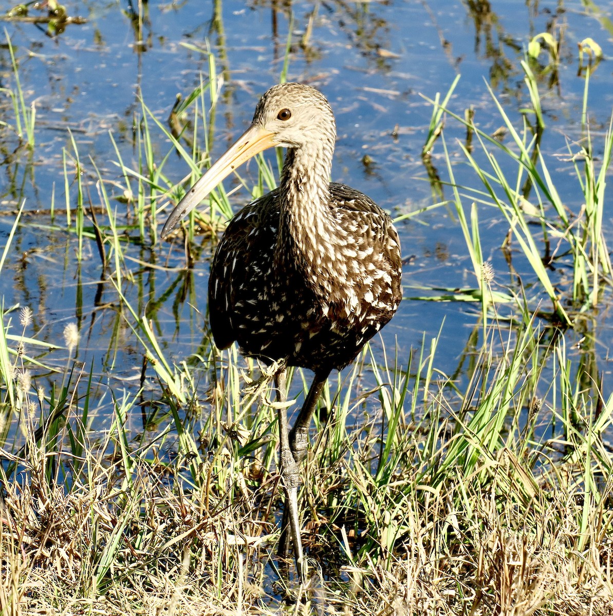 Courlan brun - ML649345294