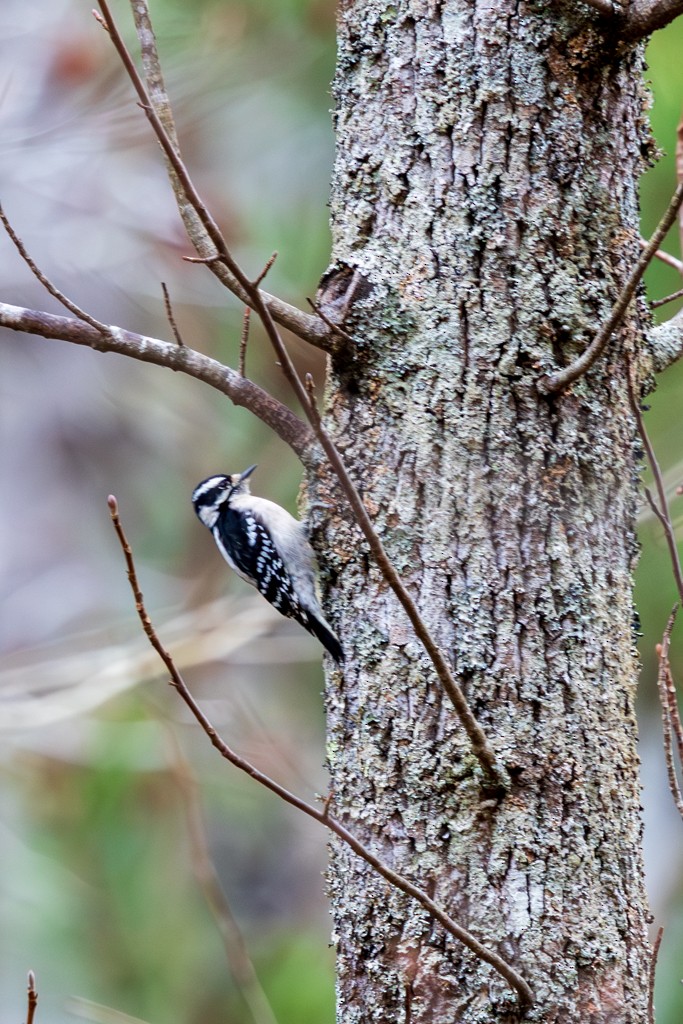 Downy Woodpecker - ML649345295