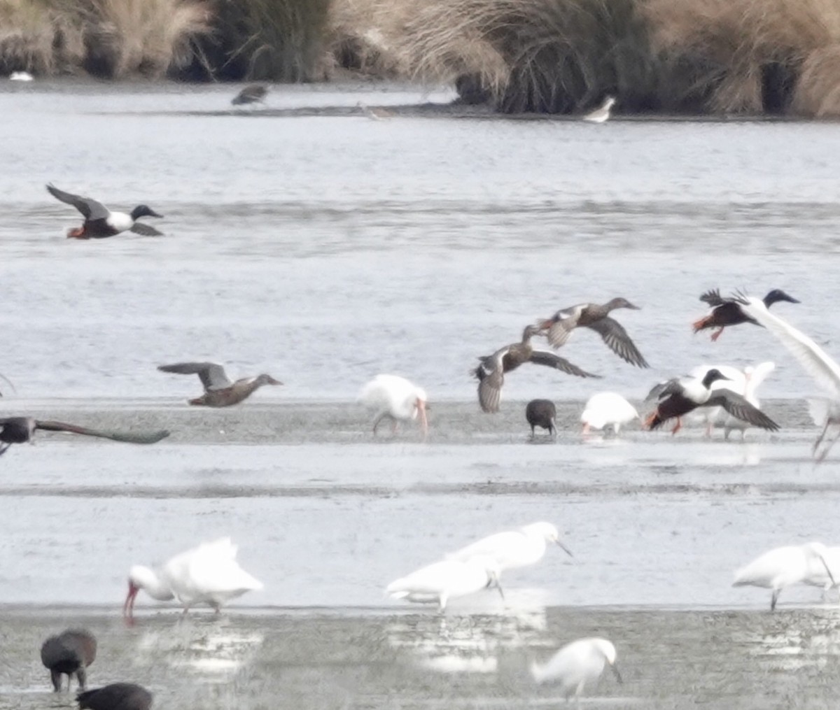 Canard souchet - ML649345301