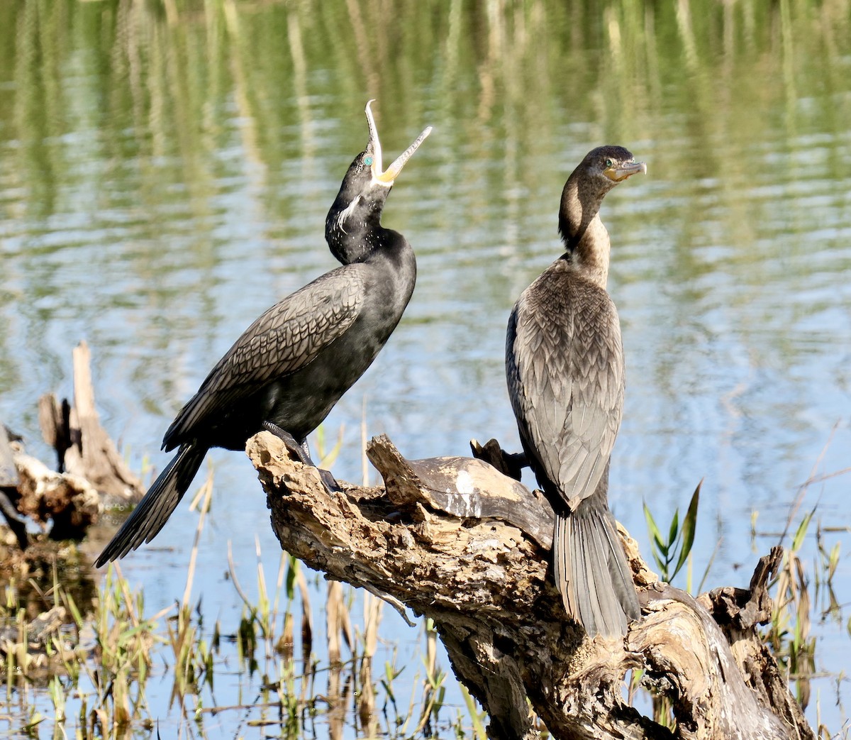 Cormoran vigua - ML649345304