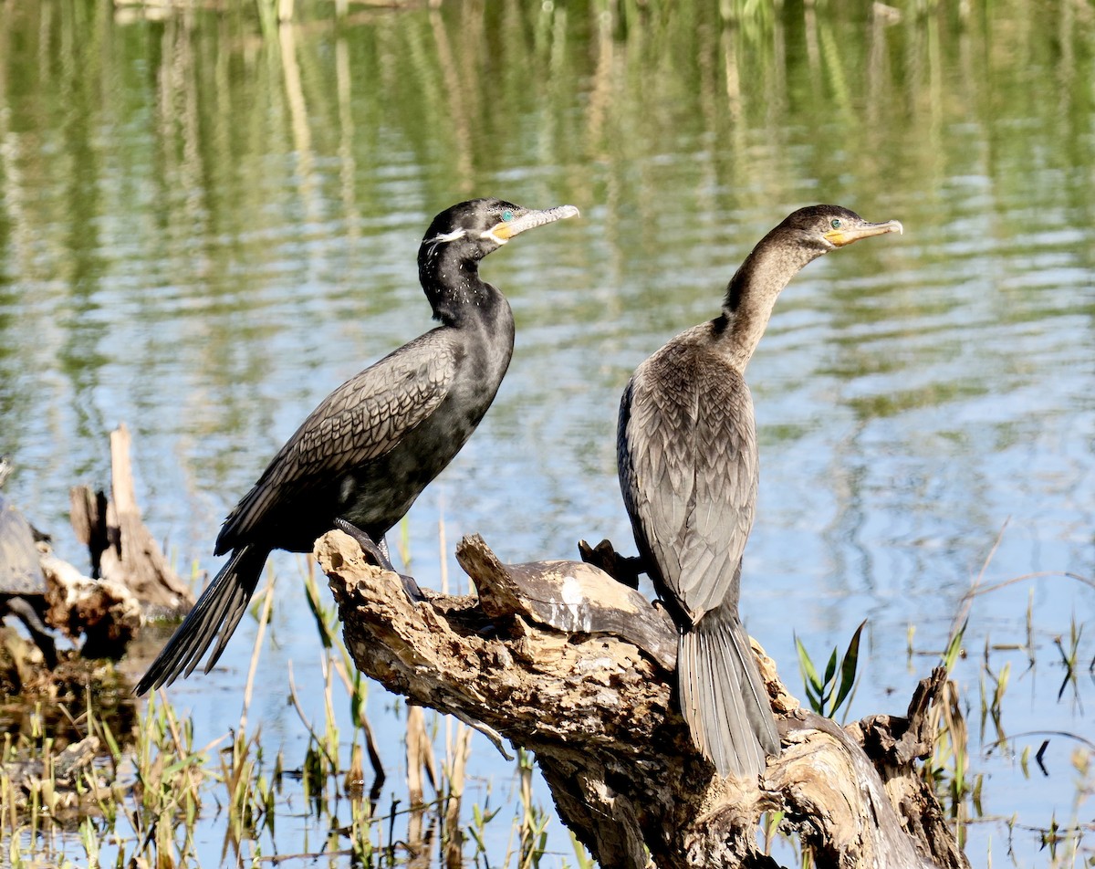 Cormoran vigua - ML649345305