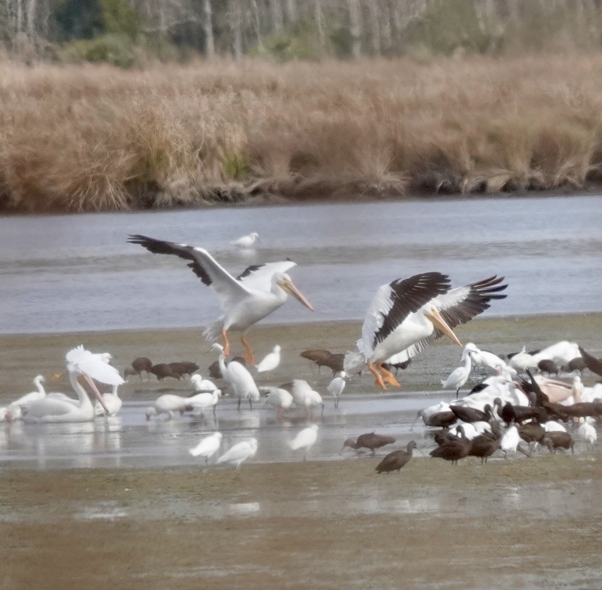 Pélican d'Amérique - ML649345326