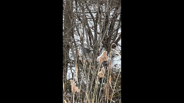 Katzenspottdrossel - ML649345525