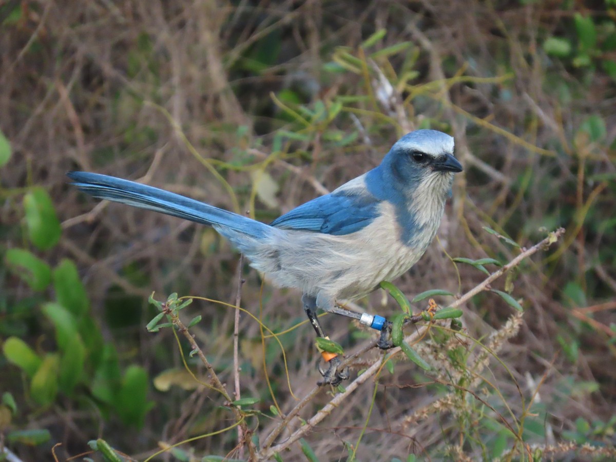 Florida Scrub-Jay - ML649345675