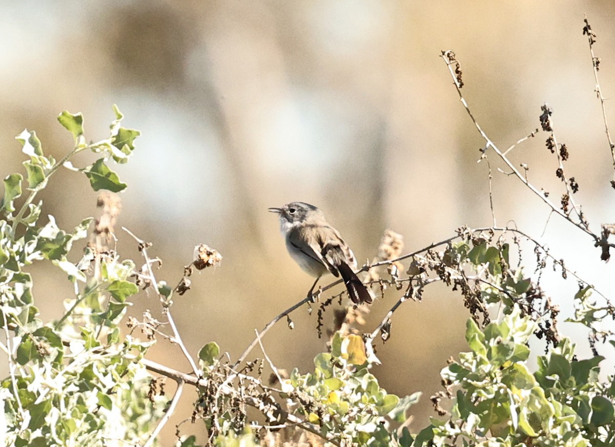 Black-tailed Gnatcatcher - ML649345704