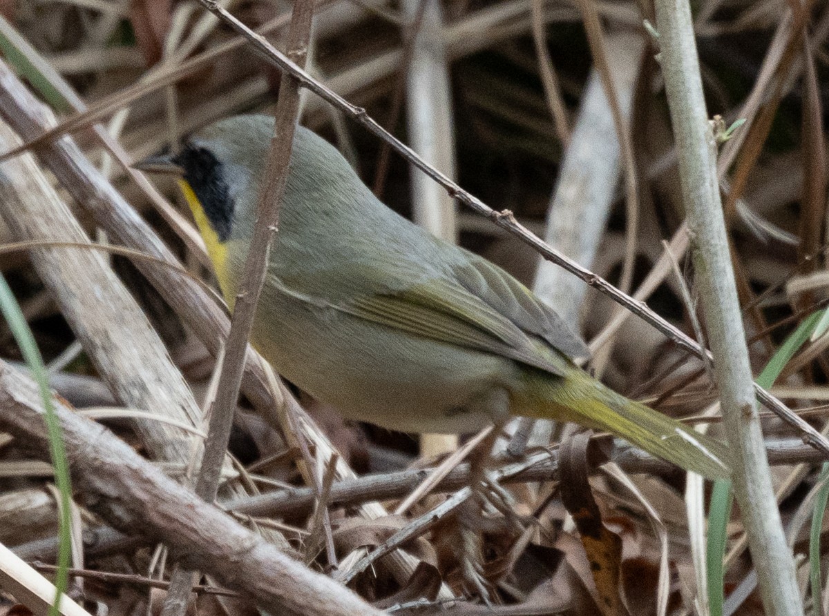 Common Yellowthroat - ML649345709